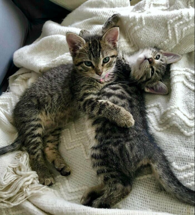 30 Mascotas que recientemente han encontrado un nuevo hogar y amar a los propietarios de 30 Mascotas que recientemente han encontrado un nuevo hogar y amar a los propietarios de