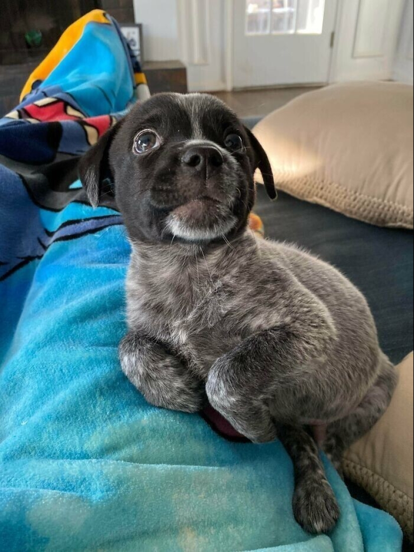 30 Mascotas que recientemente han encontrado un nuevo hogar y amar a los propietarios de 30 Mascotas que recientemente han encontrado un nuevo hogar y amar a los propietarios de