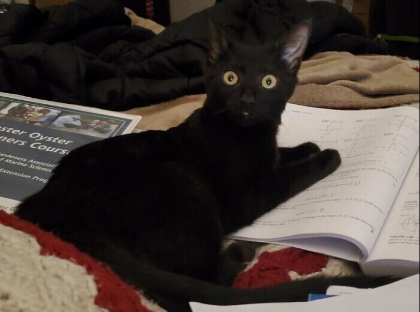 30 Mascotas que recientemente han encontrado un nuevo hogar y amar a los propietarios de 30 Mascotas que recientemente han encontrado un nuevo hogar y amar a los propietarios de