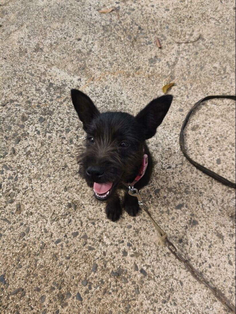 30 Mascotas que recientemente han encontrado un nuevo hogar y amar a los propietarios de 30 Mascotas que recientemente han encontrado un nuevo hogar y amar a los propietarios de