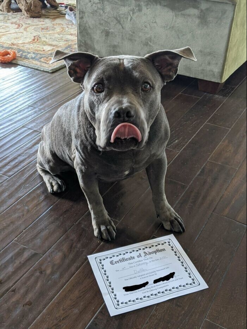 30 Mascotas que recientemente han encontrado un nuevo hogar y amar a los propietarios de 30 Mascotas que recientemente han encontrado un nuevo hogar y amar a los propietarios de