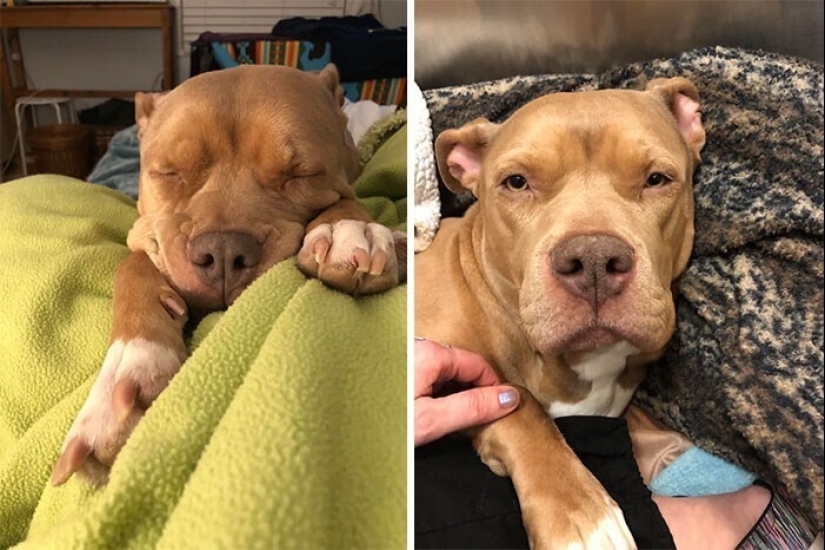 30 Mascotas que recientemente han encontrado un nuevo hogar y amar a los propietarios de 30 Mascotas que recientemente han encontrado un nuevo hogar y amar a los propietarios de