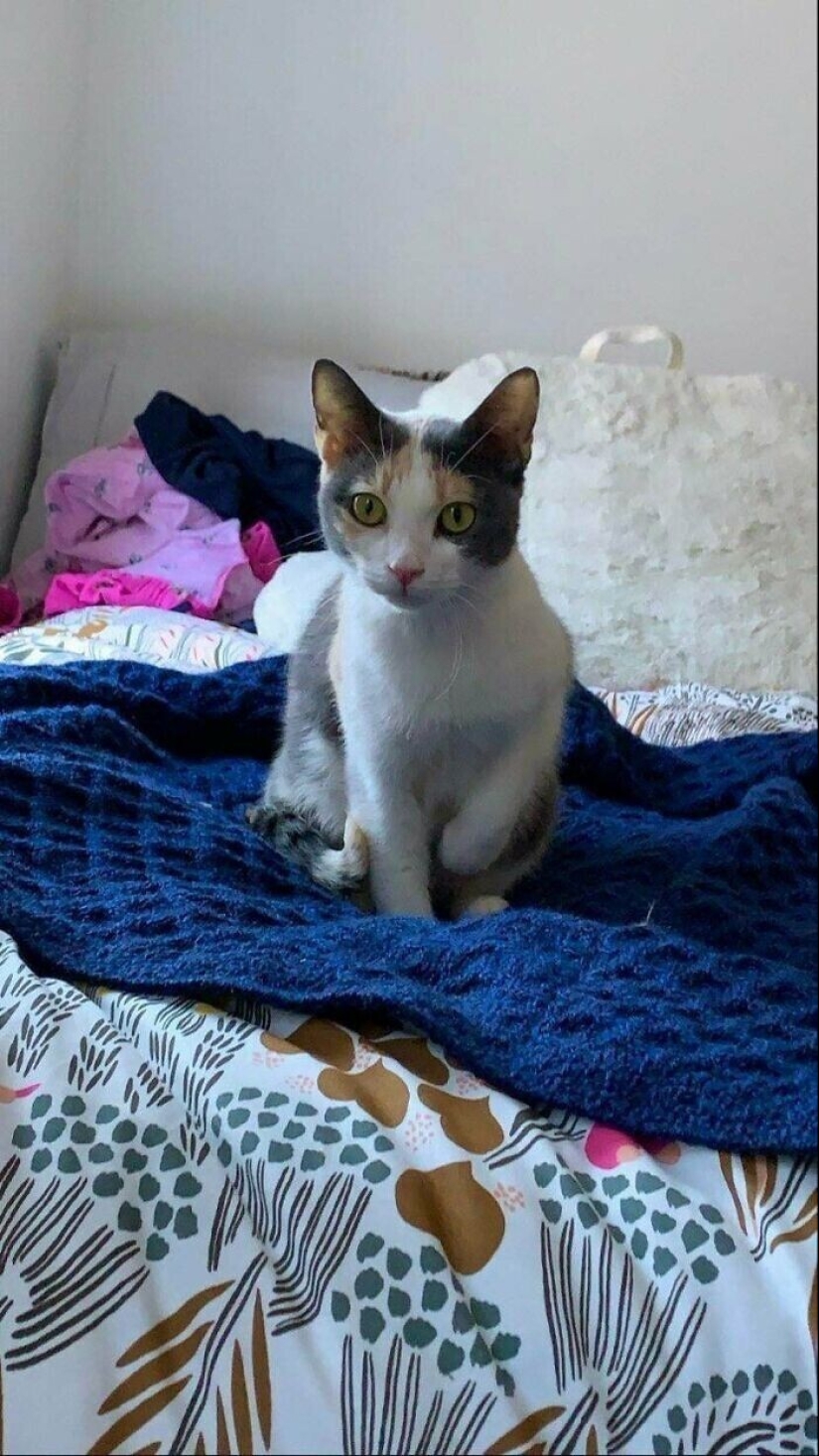 30 Mascotas que recientemente han encontrado un nuevo hogar y amar a los propietarios de 30 Mascotas que recientemente han encontrado un nuevo hogar y amar a los propietarios de