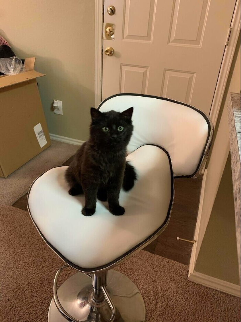 30 Mascotas que recientemente han encontrado un nuevo hogar y amar a los propietarios de 30 Mascotas que recientemente han encontrado un nuevo hogar y amar a los propietarios de