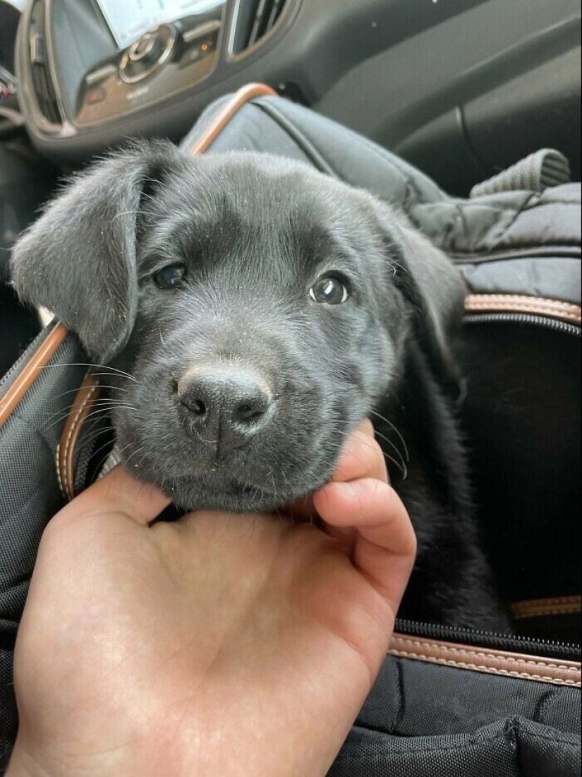 30 Mascotas que recientemente han encontrado un nuevo hogar y amar a los propietarios de 30 Mascotas que recientemente han encontrado un nuevo hogar y amar a los propietarios de