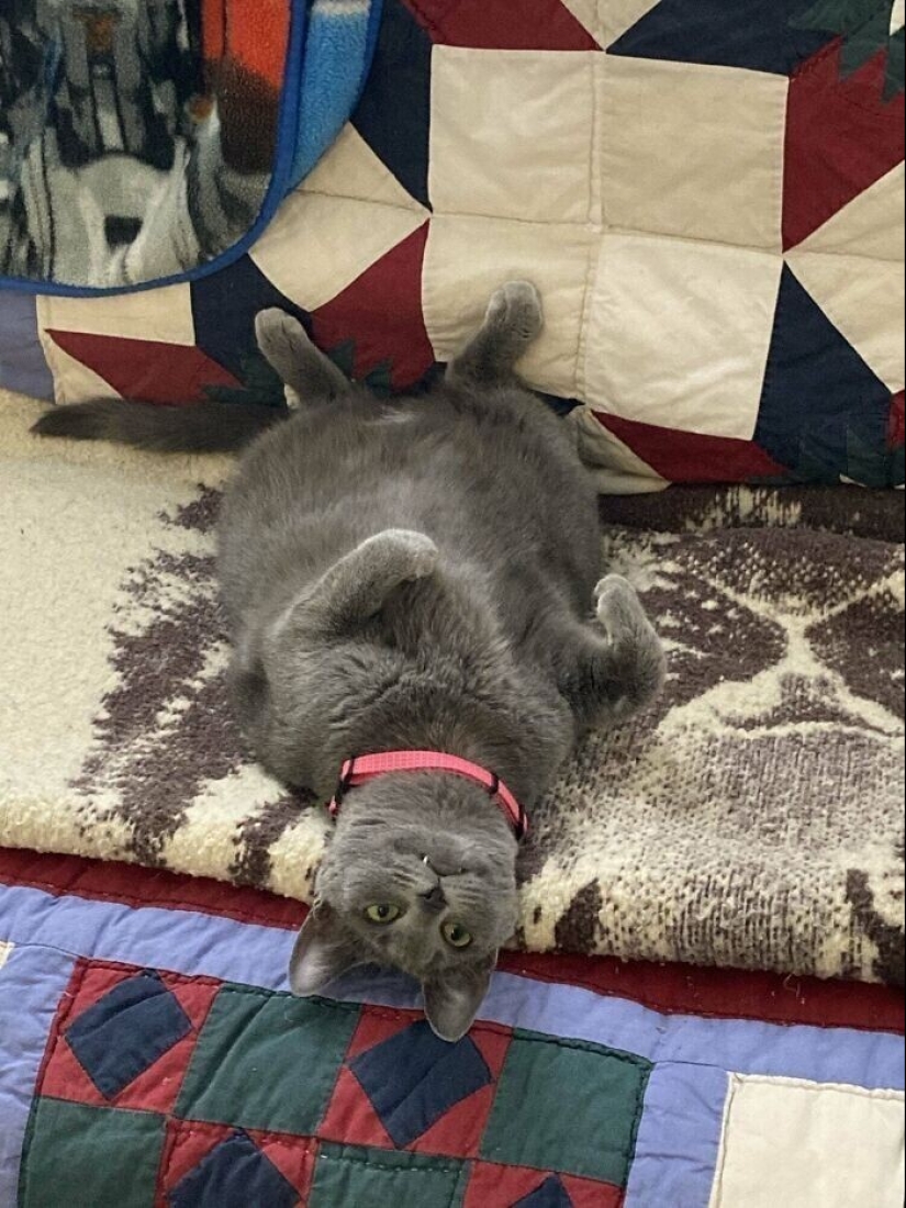 30 Mascotas que recientemente han encontrado un nuevo hogar y amar a los propietarios de 30 Mascotas que recientemente han encontrado un nuevo hogar y amar a los propietarios de