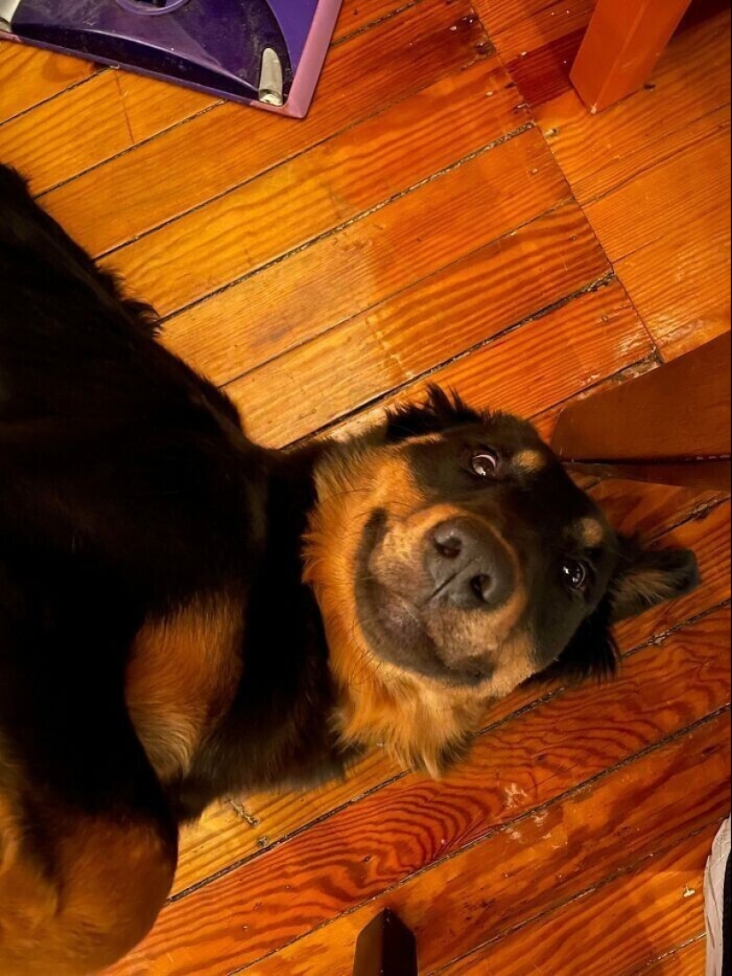 30 Mascotas que recientemente han encontrado un nuevo hogar y amar a los propietarios de 30 Mascotas que recientemente han encontrado un nuevo hogar y amar a los propietarios de