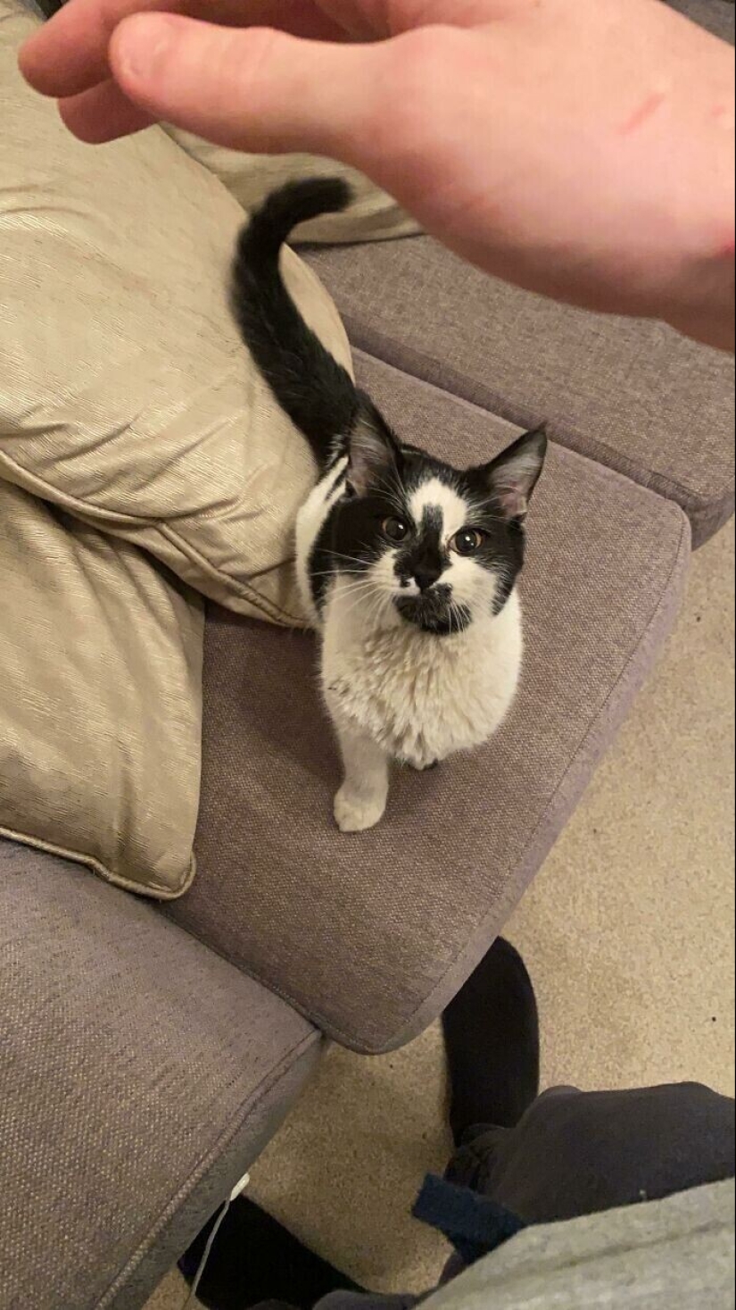 30 Mascotas que recientemente han encontrado un nuevo hogar y amar a los propietarios de 30 Mascotas que recientemente han encontrado un nuevo hogar y amar a los propietarios de