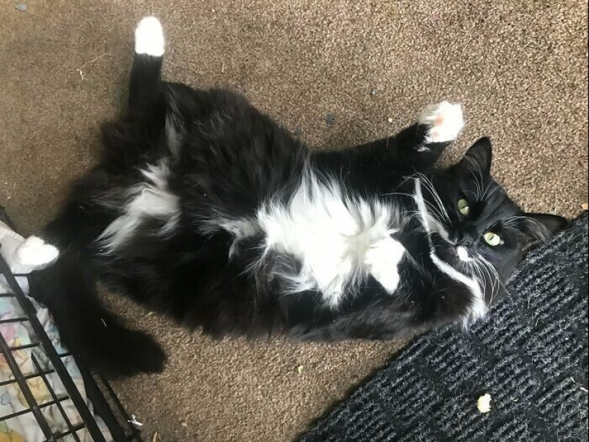 30 Mascotas que recientemente han encontrado un nuevo hogar y amar a los propietarios de 30 Mascotas que recientemente han encontrado un nuevo hogar y amar a los propietarios de