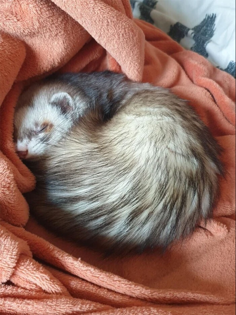 30 Mascotas que recientemente han encontrado un nuevo hogar y amar a los propietarios de 30 Mascotas que recientemente han encontrado un nuevo hogar y amar a los propietarios de