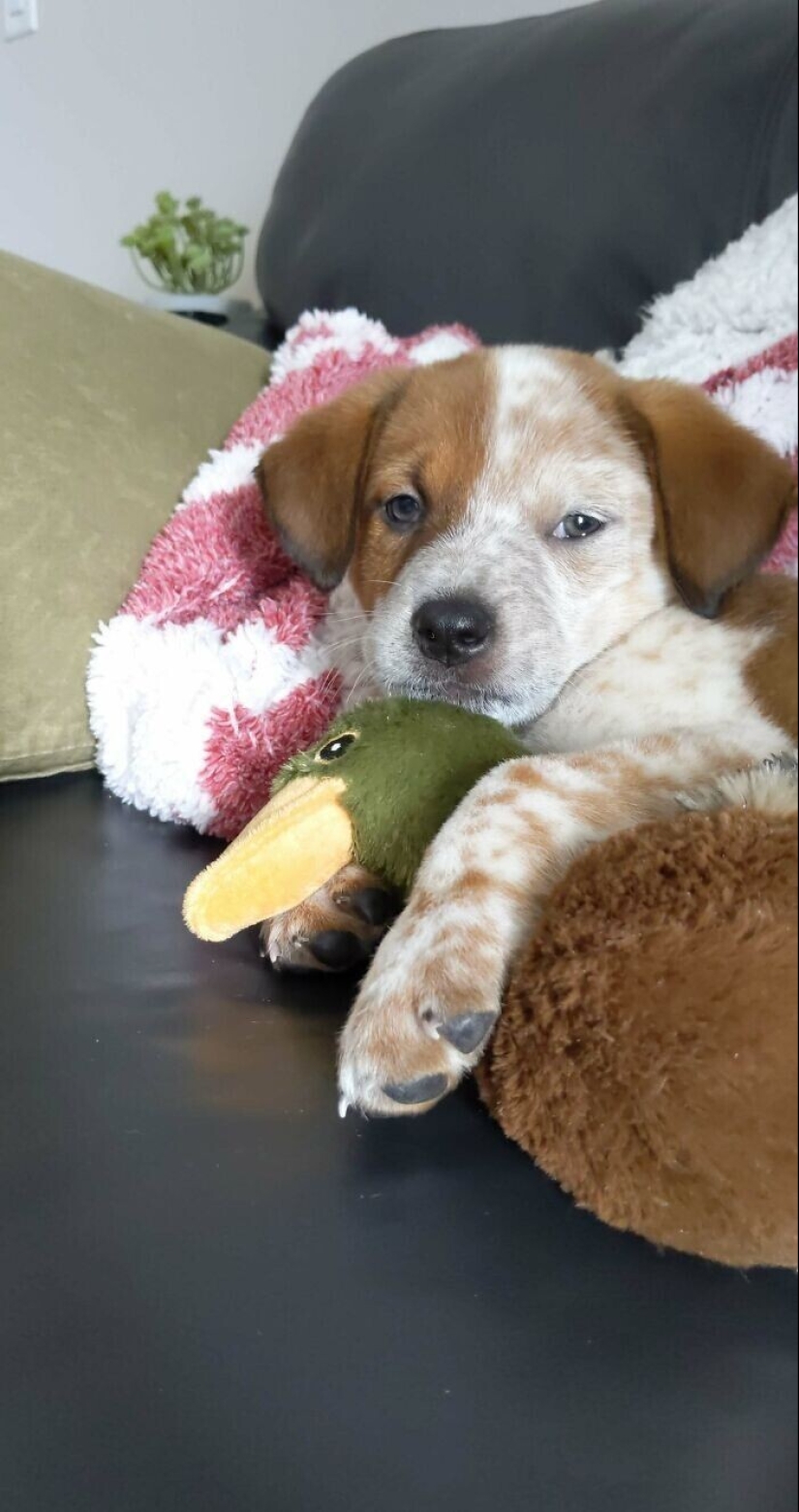 30 Mascotas que recientemente han encontrado un nuevo hogar y amar a los propietarios de 30 Mascotas que recientemente han encontrado un nuevo hogar y amar a los propietarios de