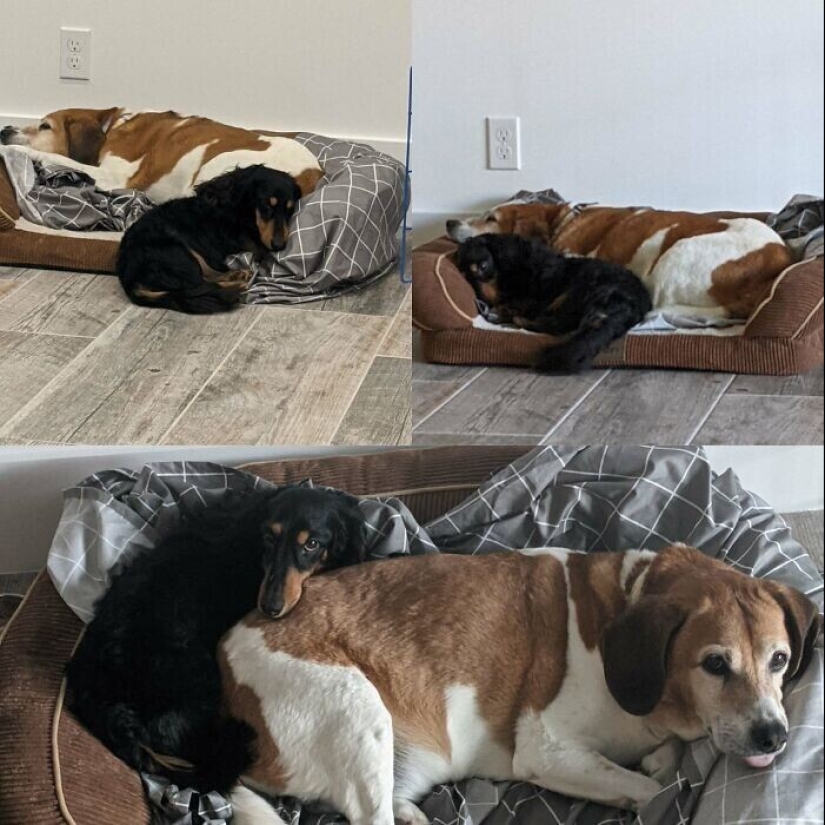 30 Mascotas que recientemente han encontrado un nuevo hogar y amar a los propietarios de 30 Mascotas que recientemente han encontrado un nuevo hogar y amar a los propietarios de