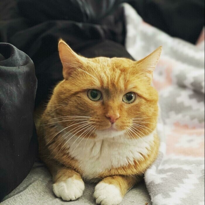 30 Mascotas que recientemente han encontrado un nuevo hogar y amar a los propietarios de 30 Mascotas que recientemente han encontrado un nuevo hogar y amar a los propietarios de