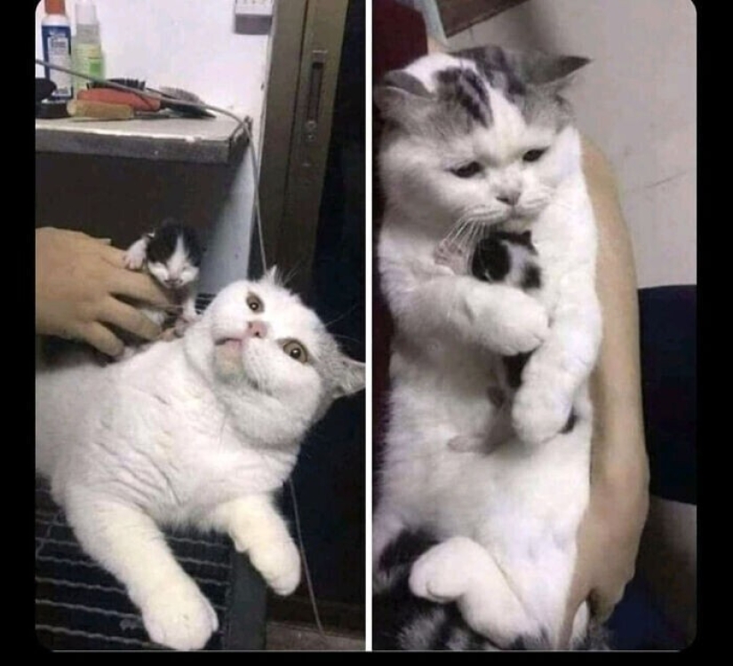 30 Mascotas que recientemente han encontrado un nuevo hogar y amar a los propietarios de 30 Mascotas que recientemente han encontrado un nuevo hogar y amar a los propietarios de