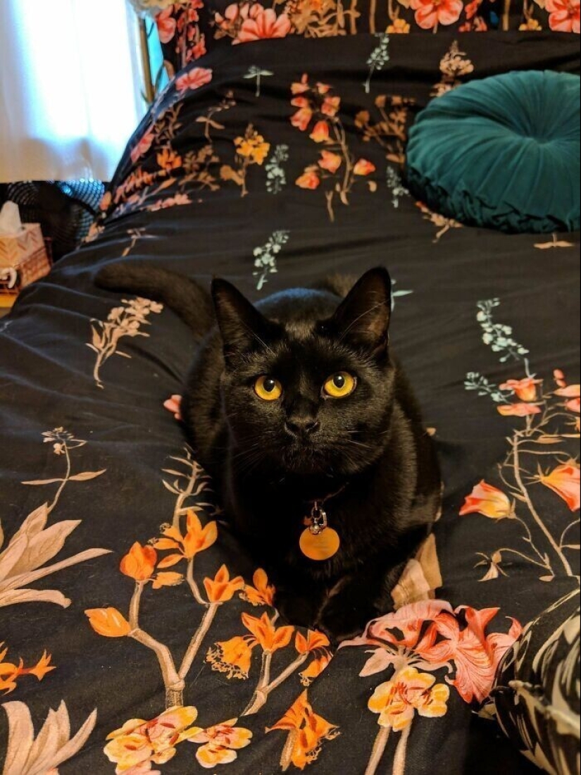 30 Mascotas que recientemente han encontrado un nuevo hogar y amar a los propietarios de 30 Mascotas que recientemente han encontrado un nuevo hogar y amar a los propietarios de