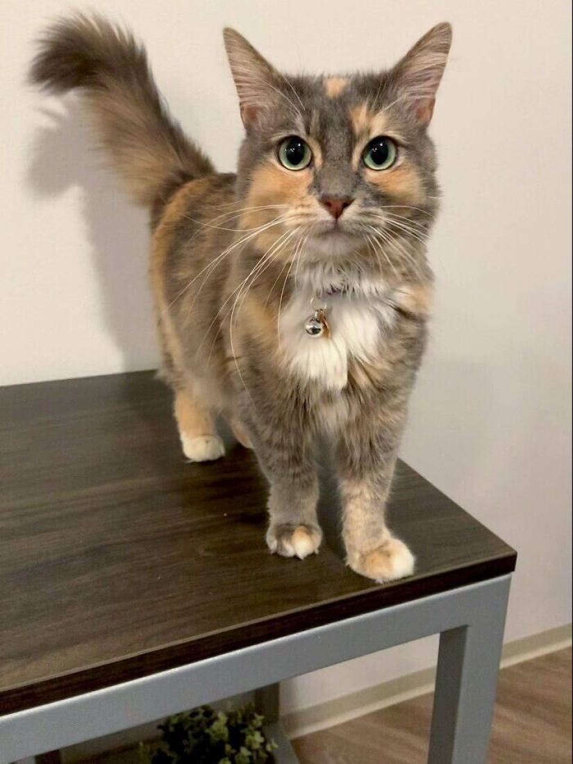 30 Mascotas que recientemente han encontrado un nuevo hogar y amar a los propietarios de 30 Mascotas que recientemente han encontrado un nuevo hogar y amar a los propietarios de