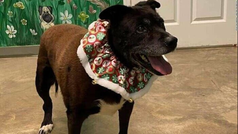 30 Mascotas que recientemente han encontrado un nuevo hogar y amar a los propietarios de 30 Mascotas que recientemente han encontrado un nuevo hogar y amar a los propietarios de