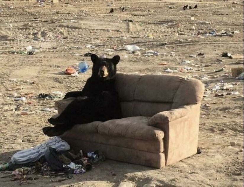 30 osos divertidos que están garantizados para animarte 30 osos divertidos que están garantizados para animarte