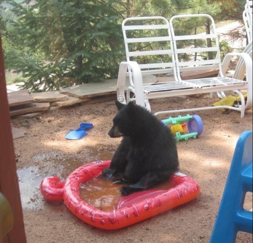 30 osos divertidos que están garantizados para animarte 30 osos divertidos que están garantizados para animarte