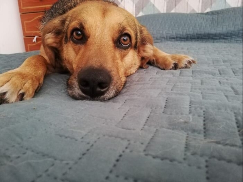 30 perros de raza pura que realmente sorprendieron a sus dueños cuando crecieron 30 perros de raza pura que realmente sorprendieron a sus dueños cuando crecieron