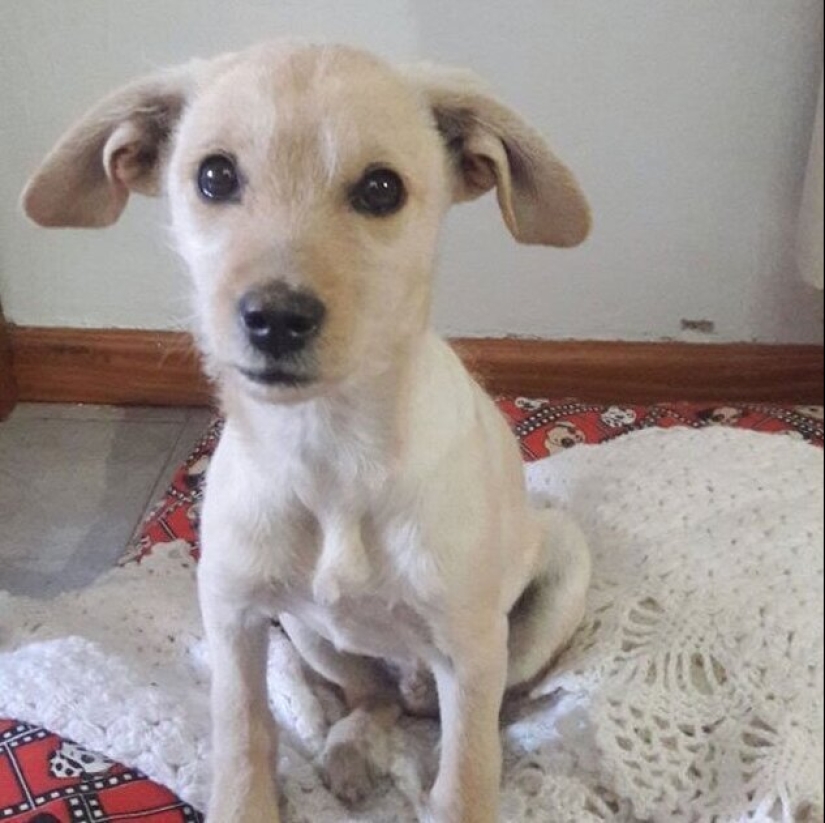 30 perros de raza pura que realmente sorprendieron a sus dueños cuando crecieron 30 perros de raza pura que realmente sorprendieron a sus dueños cuando crecieron