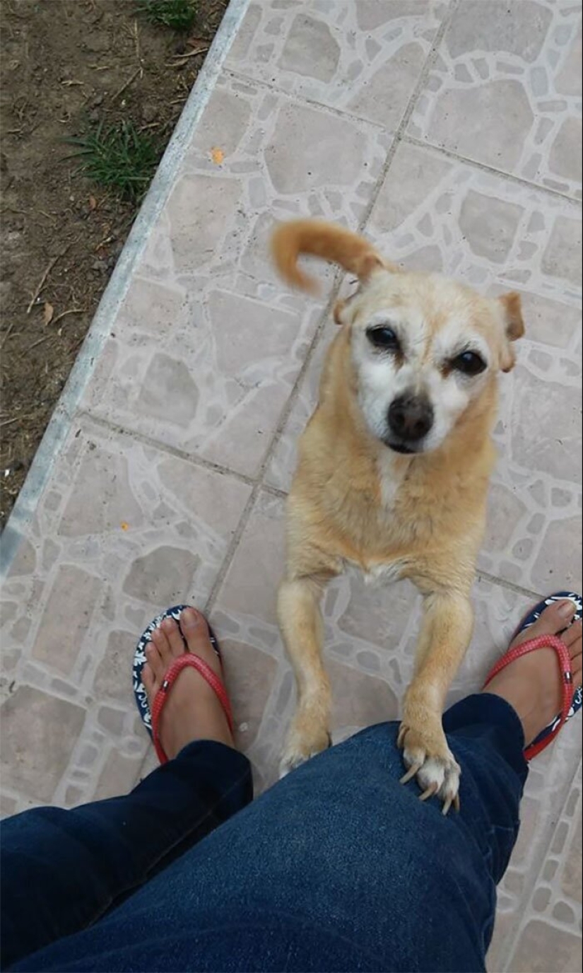 30 perros de raza pura que realmente sorprendieron a sus dueños cuando crecieron 30 perros de raza pura que realmente sorprendieron a sus dueños cuando crecieron