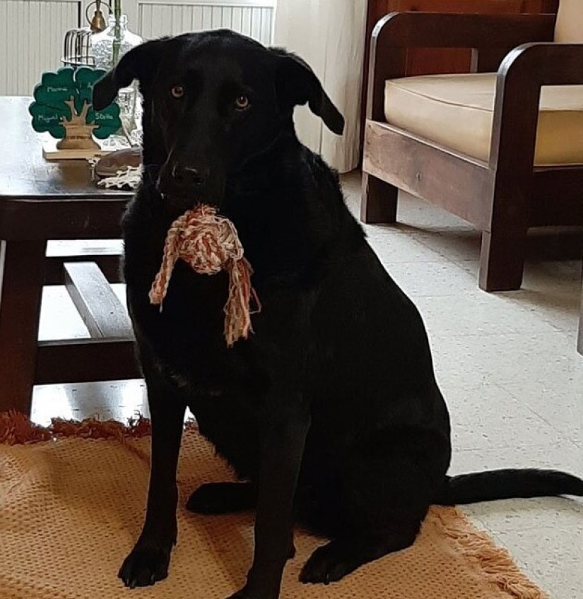 30 perros de raza pura que realmente sorprendieron a sus dueños cuando crecieron 30 perros de raza pura que realmente sorprendieron a sus dueños cuando crecieron