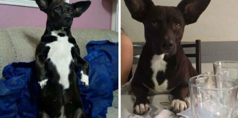 30 perros de raza pura que realmente sorprendieron a sus dueños cuando crecieron 30 perros de raza pura que realmente sorprendieron a sus dueños cuando crecieron