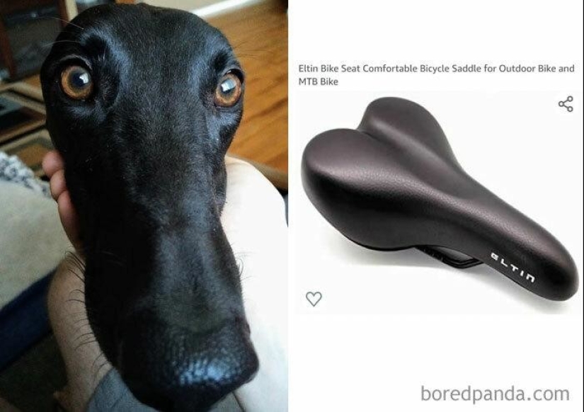 30 perros que parecen otra cosa 30 perros que parecen otra cosa