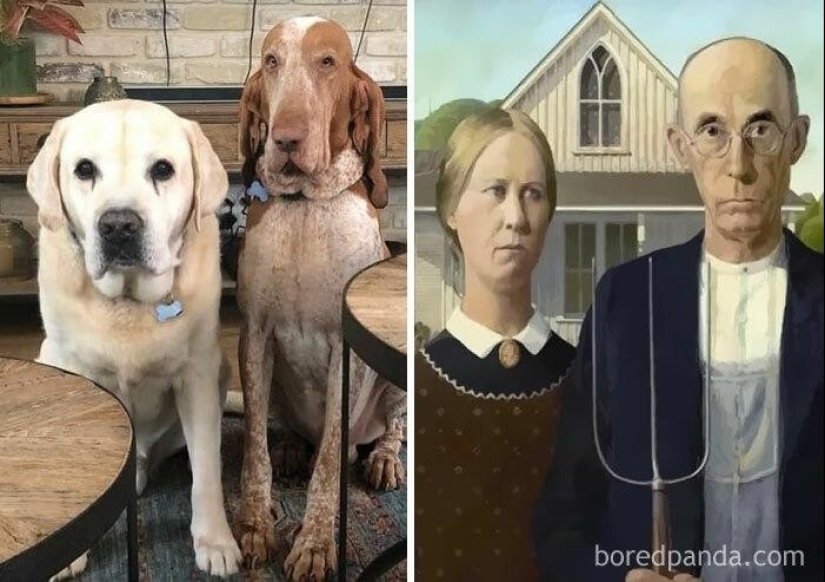 30 perros que parecen otra cosa 30 perros que parecen otra cosa