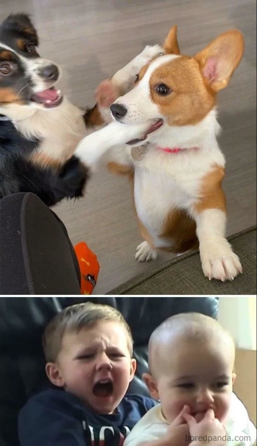 30 perros que parecen otra cosa 30 perros que parecen otra cosa