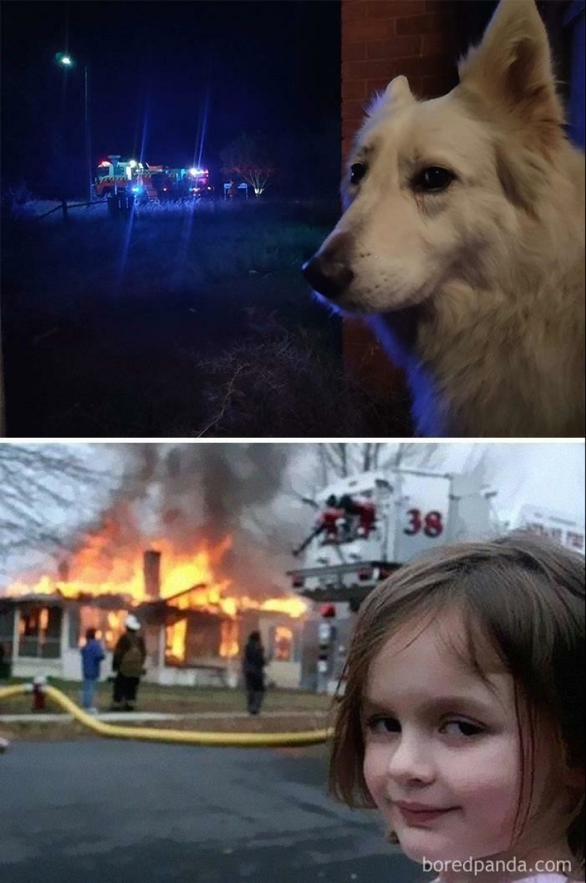 30 perros que parecen otra cosa 30 perros que parecen otra cosa