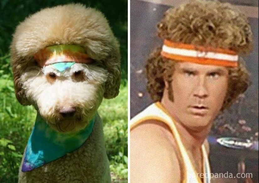 30 perros que parecen otra cosa 30 perros que parecen otra cosa