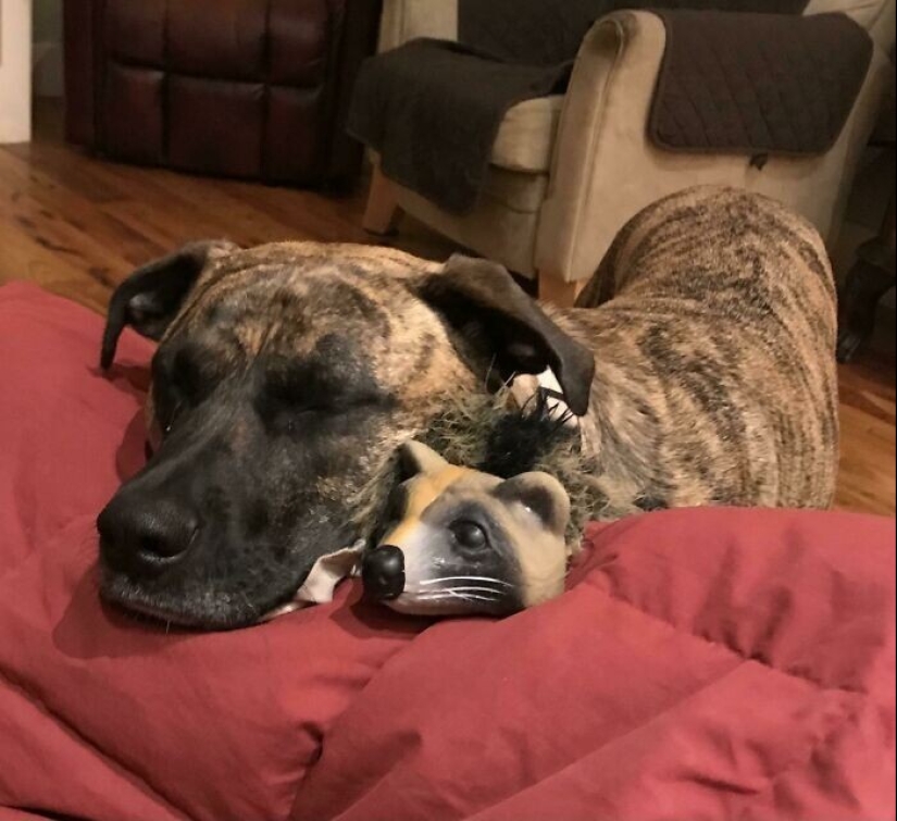 30 pets who can't live a day without their favorite toy