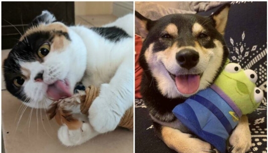 30 pets who can't live a day without their favorite toy