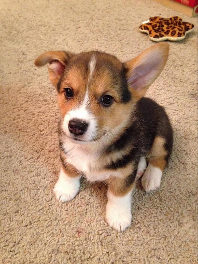 30 photos-evidence that puppies with one raised ear are 90% cuter than normal