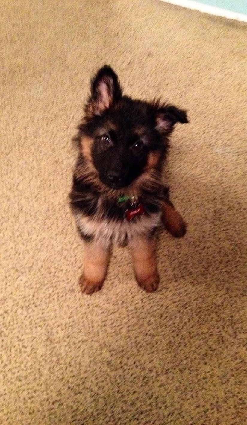 30 photos-evidence that puppies with one raised ear are 90% cuter than normal