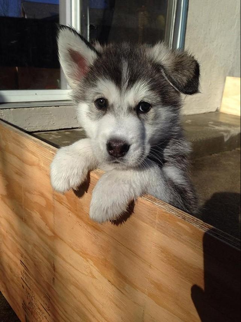 30 photos-evidence that puppies with one raised ear are 90% cuter than normal