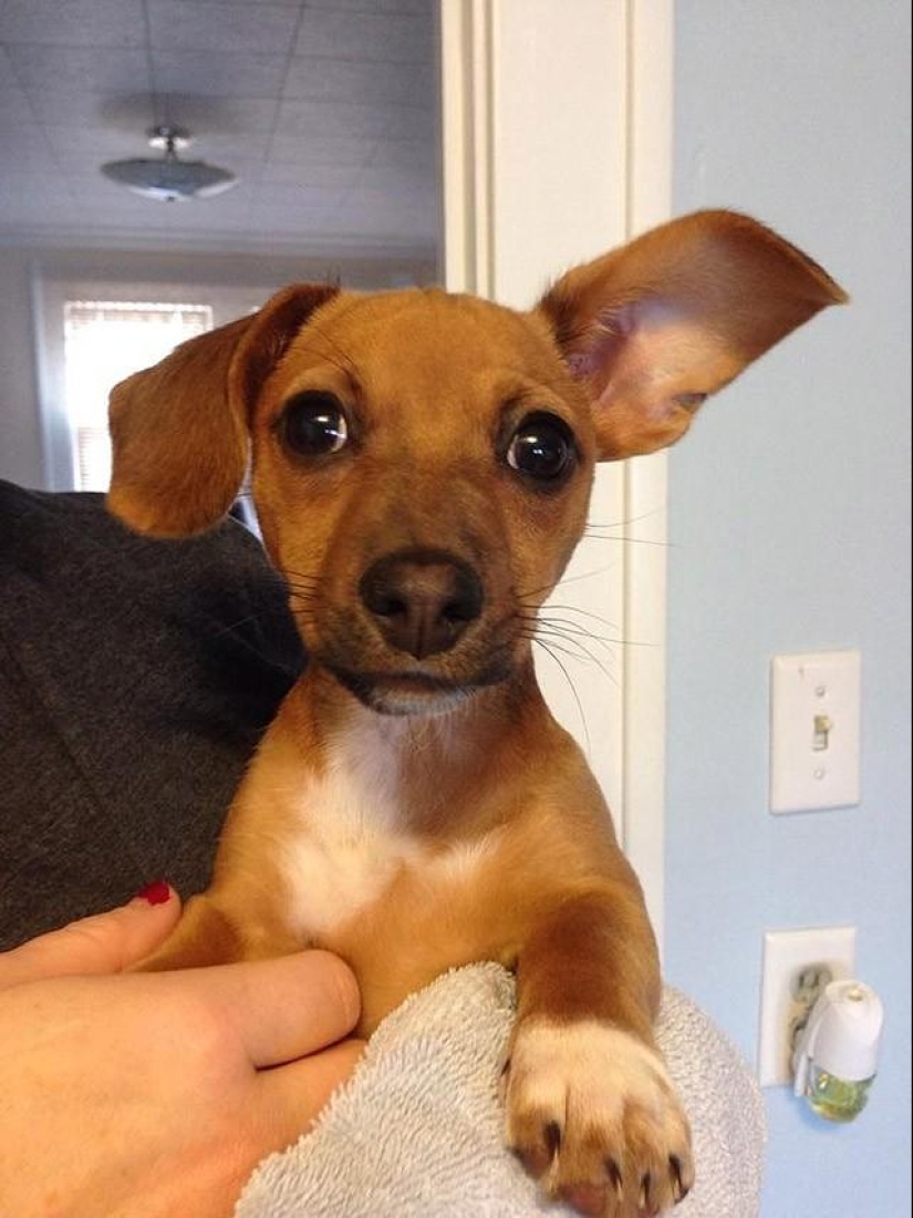 30 photos-evidence that puppies with one raised ear are 90% cuter than normal