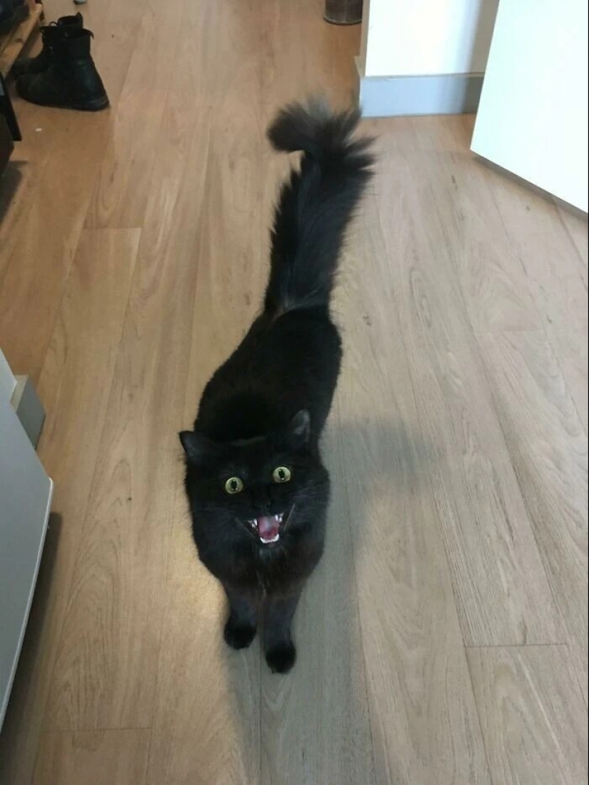 30 photos with kittens, when you look at them, you can hear a loud " Meow»