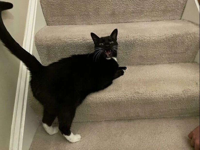 30 photos with kittens, when you look at them, you can hear a loud " Meow»