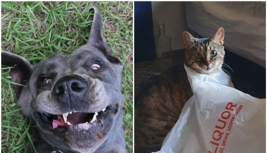 30 ridículo fotos de las Mascotas que demostrar no te aburres con ellos