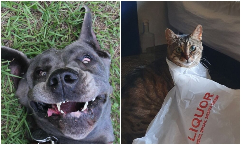 30 ridiculous photos of Pets that prove not get bored with them