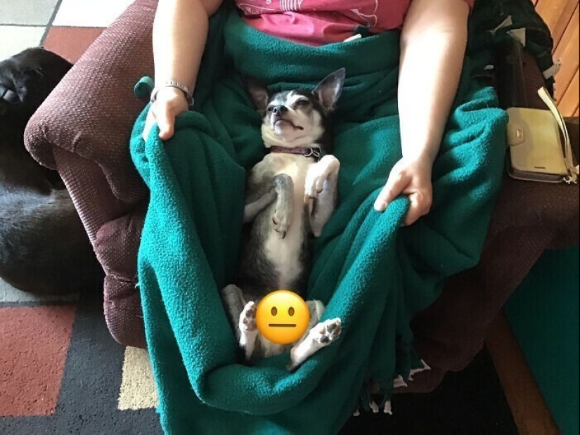 30 ridiculous photos of Pets that prove not get bored with them