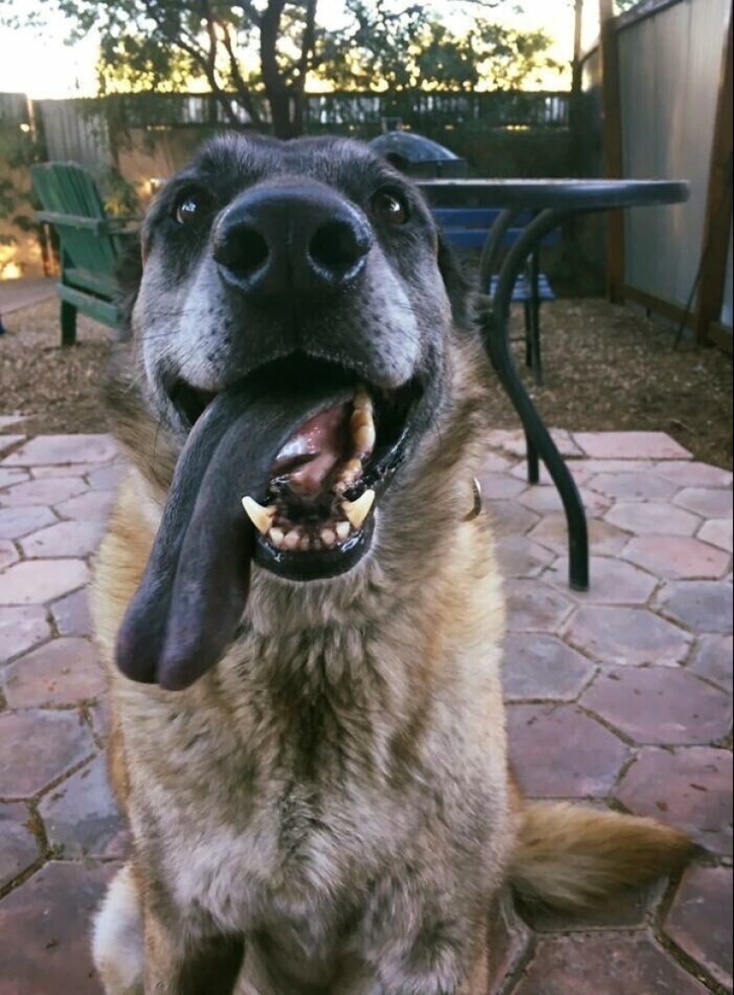 30 ridiculous photos of Pets that prove not get bored with them