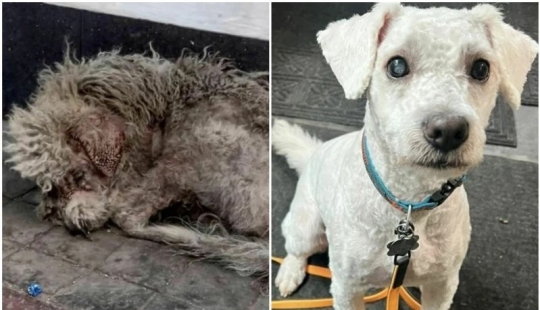 30 touching photos of cats and dogs that have found a home and family