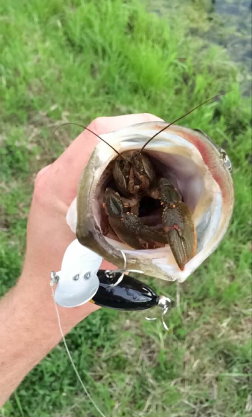 30 unexpected finds inside a disassembled or broken things