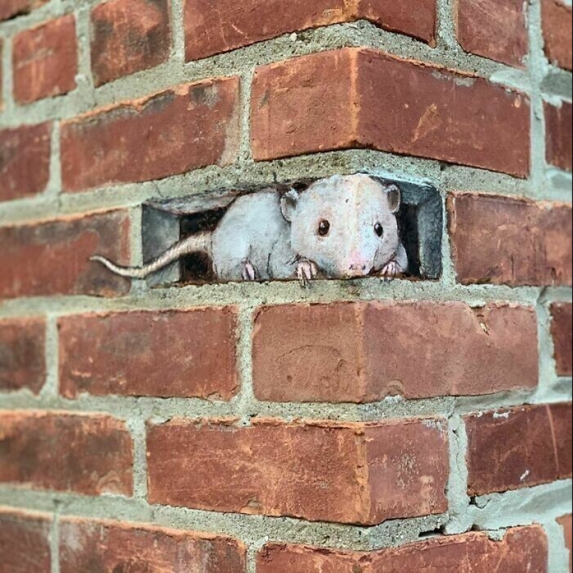 30 unknown animals in the city streets from the artist David Sinn 30 unknown animals in the city streets from the artist David Sinn