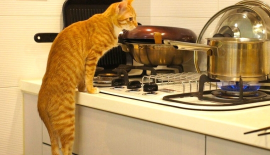 30 ways to use cats in the household