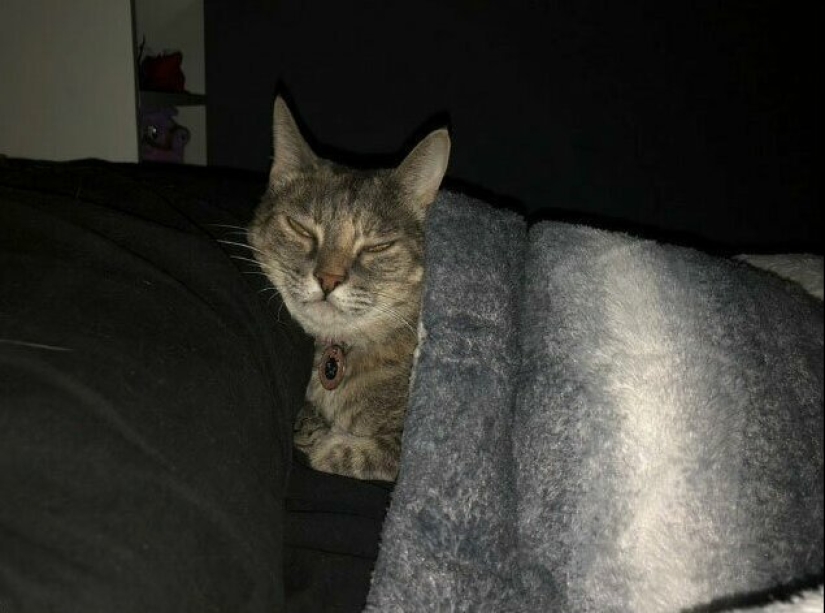 30 weird cat habits, which are in the order of things